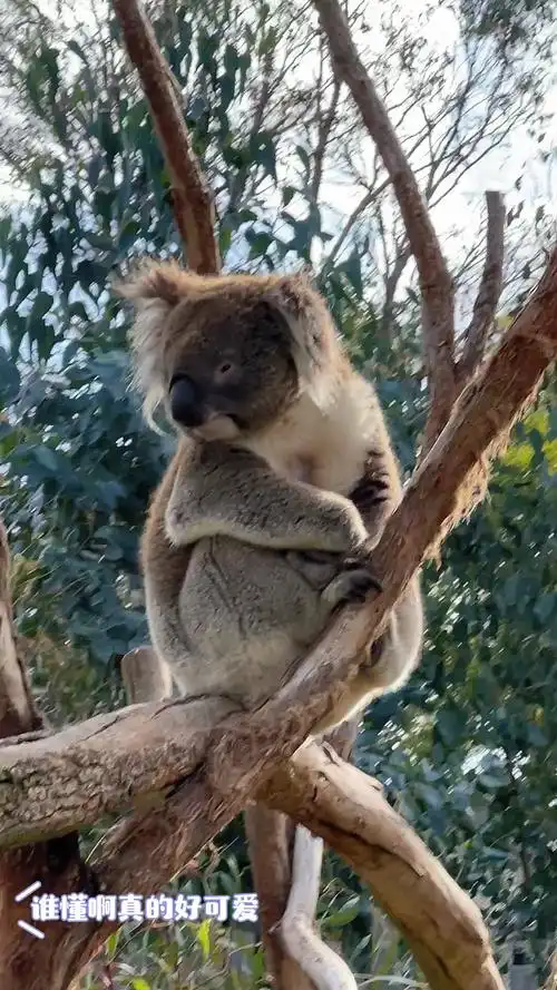 无尾熊真的好可爱啊