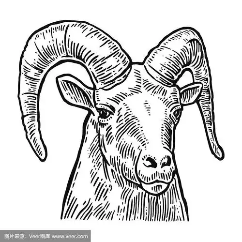 白色背景上的山羊头.