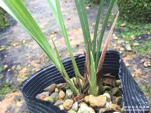 正宗原生种【银边大贡】带大芽 花带桃腮 本园开品