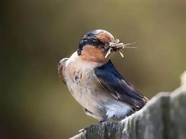 关于燕子的10个有趣冷知识你知道几个