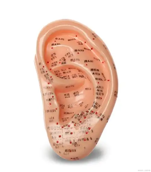 经常搓耳朵可以刺激耳穴养生保健