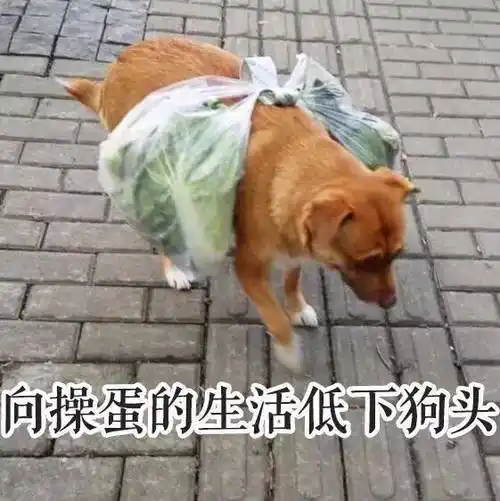 萌宠 汪星人 向生活低头 太难了 搞怪 呆萌