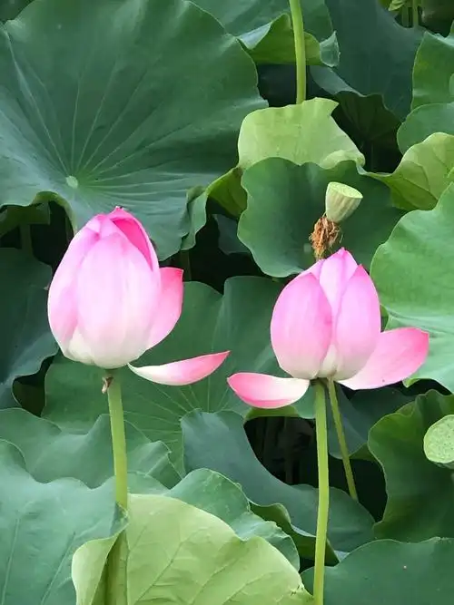 唯美了整个夏天