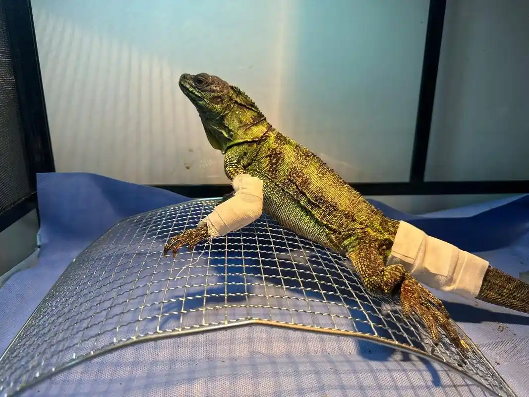 被暴打几乎失去了整条蜥命的巨人斑帆蜥.