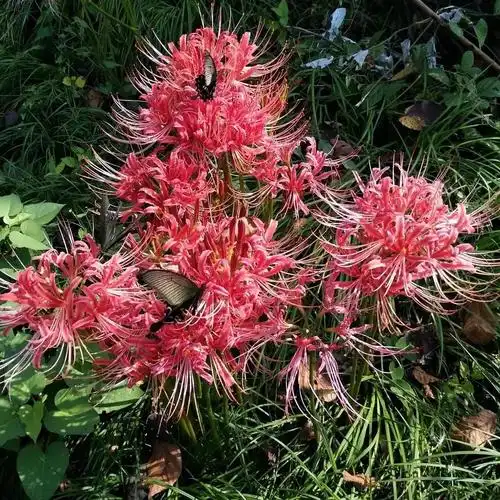 有本站的我来和大家说说家中十大不吉利花有哪些吧一家里什么花不能种