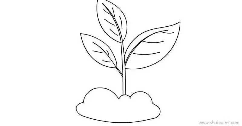 植物生长过程儿童画怎么画 植物生长过程简笔画简单