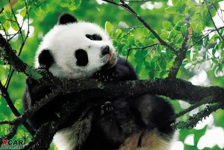 发组熊猫漂亮图片.