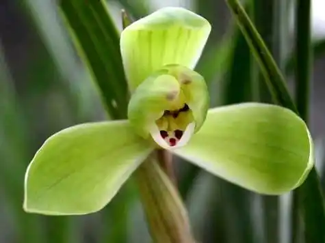 兰花主要名贵品种及图片大全春兰三2