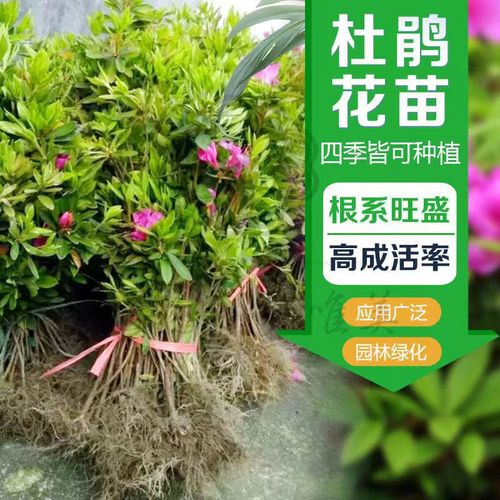 四季春杜鹃花苗毛杜鹃花苗树映山红树苗庭院室外耐寒植物工程园林