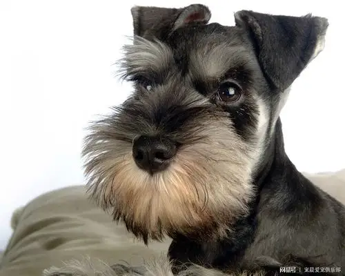 小型雪纳瑞犬:明明是只"小奶狗",非说人家是小老头!