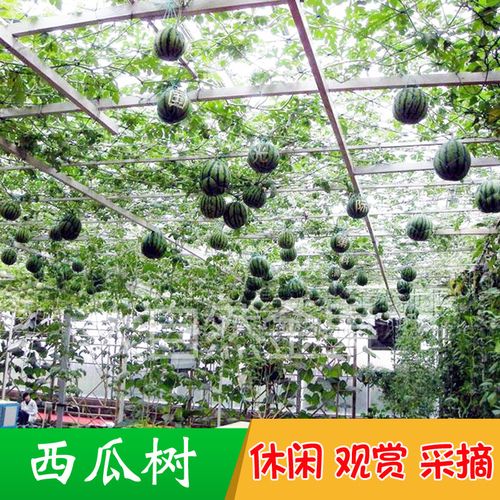 西瓜树种子树形西瓜种籽春夏季多年生观光园爬藤四季盆栽水果种孑