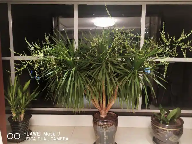 我家的龙血树开花了!