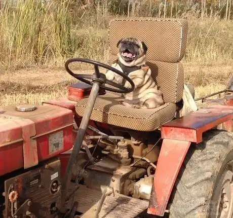 狗开着拖拉机 压死了自己千万富翁的主人