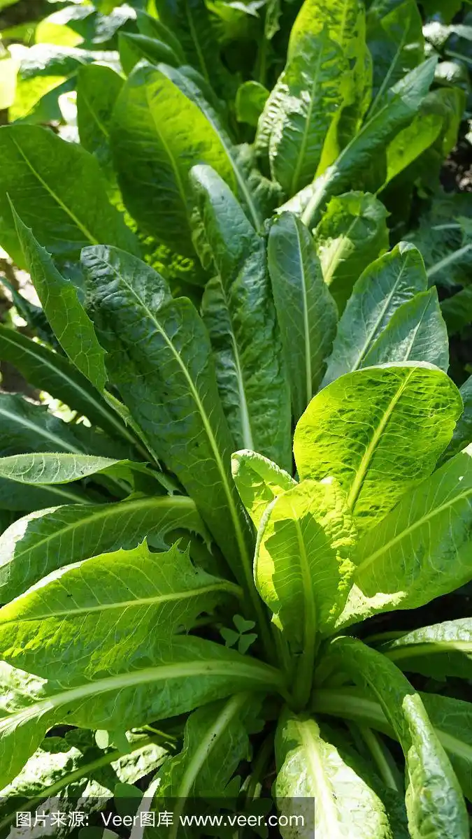 绿色菊苣植物特写1.