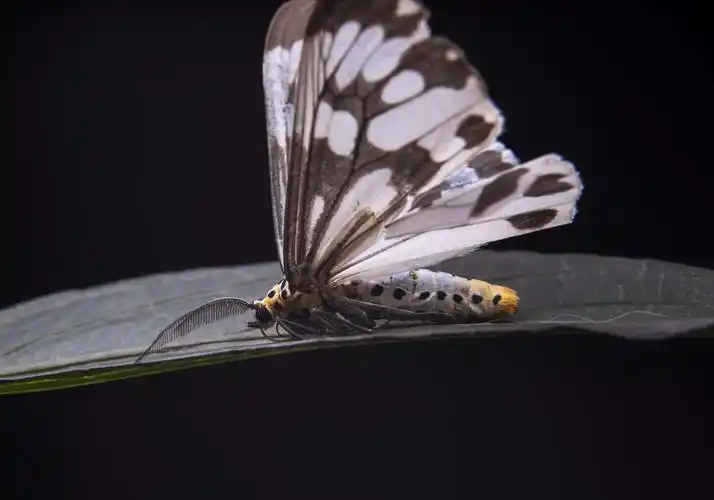 姬蜂喜欢花叶一一因为美丽          鲜花喜欢光亮一一因为