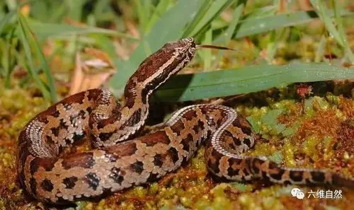 拟态成毒蛇的无毒蛇龟壳花蛇与拟龟壳花蛇有多相似