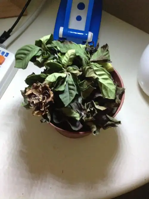 栀子枯萎发黑,叶子无光泽怎么办?