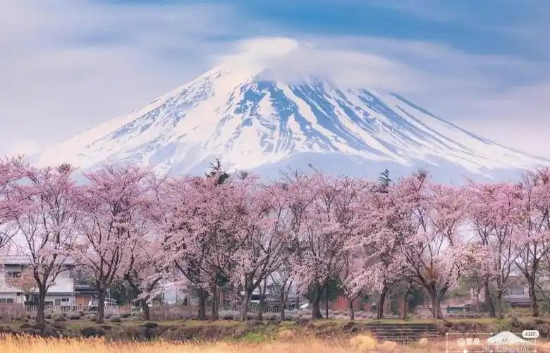 富士山终究留不住欲落的樱花