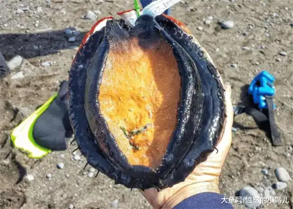 世界上"最大"的鲍鱼,一个重达好几斤,还能免费打捞,让人羡慕