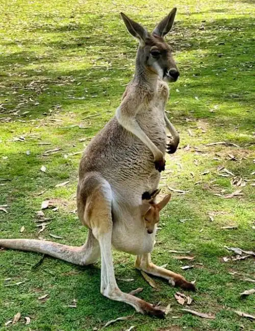 揭秘袋鼠的尾巴它是袋鼠生存的关键也是袋鼠魅力的源泉