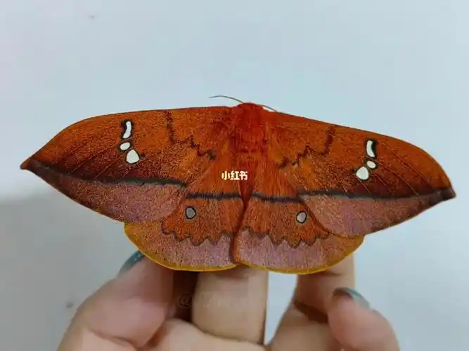 捡了一只漂亮的点目天蚕蛾