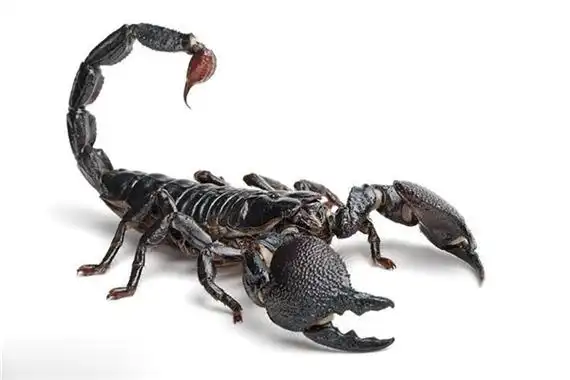 帝王蝎介绍浑身覆盖着黑色甲片生长速度缓慢