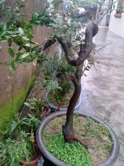 高杆山桔求盆友设计 - 盆景造型构思 - 岭南盆景网 - powered by