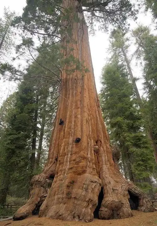 地球上超高的5棵树,高度堪比摩天大楼,中国这棵被称"望天树"