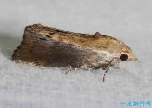 世界十大听力最优秀的动物 大蜡螟位居第一