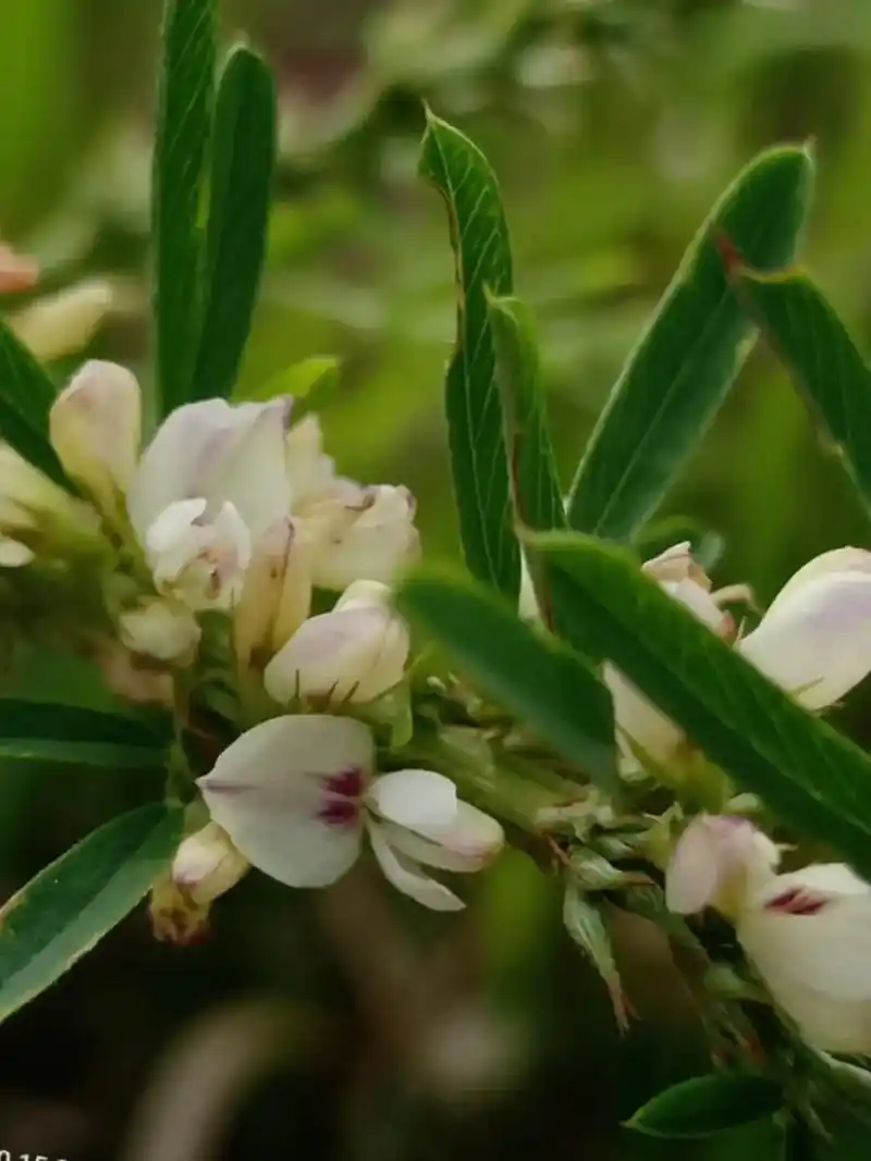 《截叶铁帚》豆科胡枝子属,小灌木.别名:夜关门,千里光,半天 - 抖音