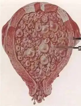 健康"锡"引力 | 葡萄胎的那些事儿_细胞_节目_子宫