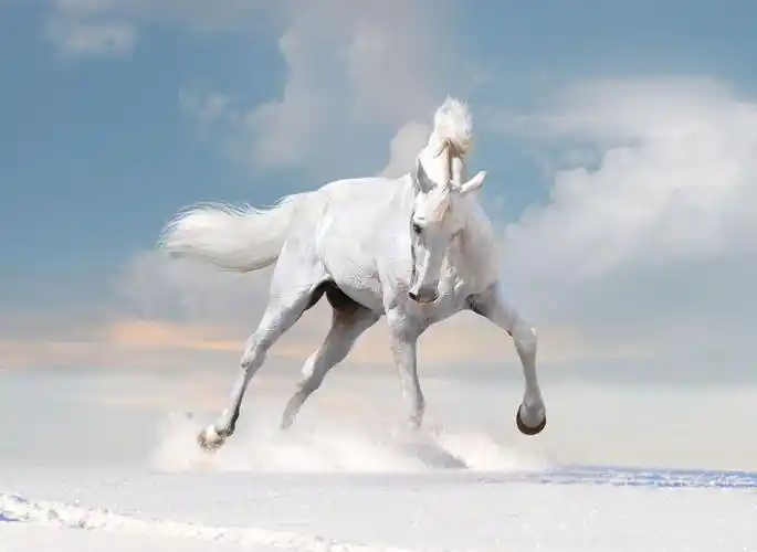 奔跑的白色马图片