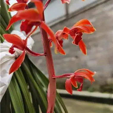 阳台草惠兰红香妃熟草顶级红素切两苗带花带芽