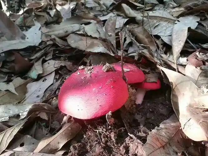 5折红菇福建野生500g武夷山正宗红蘑菇菌菇干货特级月子菇煲汤非三明
