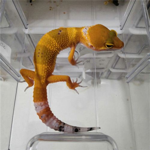 豹纹守宫爬宠活体宠物蜥蜴活体石龙子守宫活体宠物活体 苗子蜜桔电橘