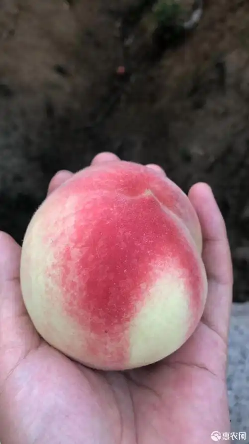 《江苏丹阳突围毛桃》脆甜多汁 个大色正