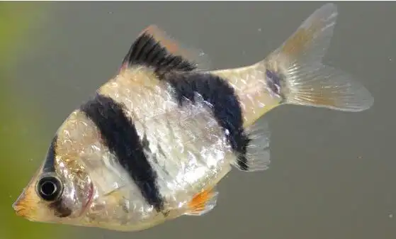 虎皮鱼怎么分公母