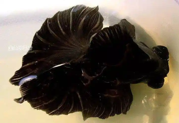 品鉴蝶尾金鱼的起源和尾型辨析