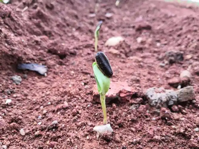 过了四天向日葵发芽了