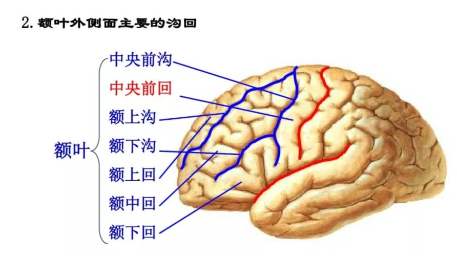 额叶结构功能及损伤后表现