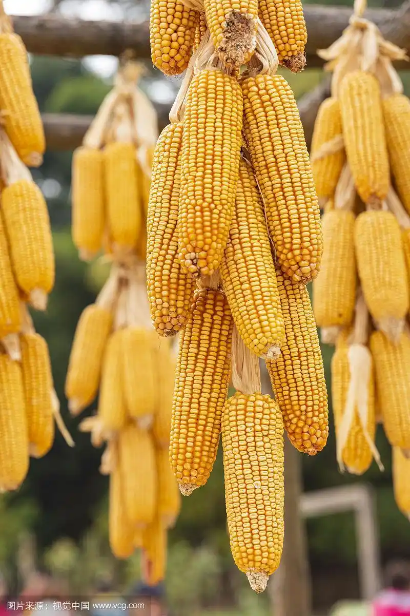 秋天丰收的玉米