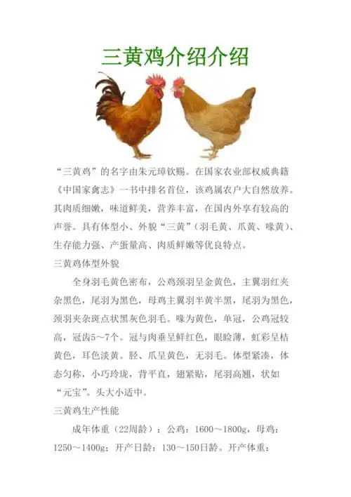 三黄鸡介绍介绍