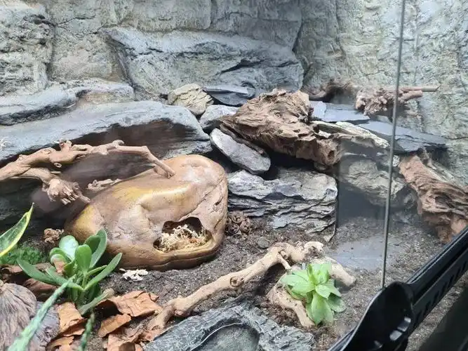 不懂如何给豹纹守宫饲养箱造景?国外网友给你最自然的造景建议.