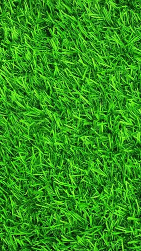 绿草,草甸,夏天 iphone 壁纸