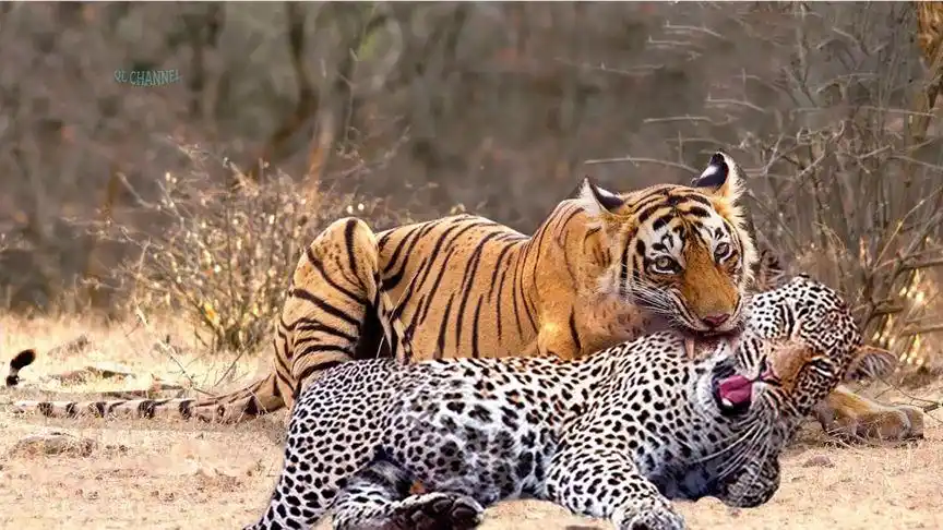 当草原花豹与森林之王相遇会擦出怎样的火花