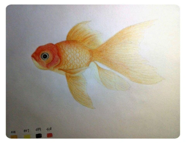 彩色铅笔绘画2绘制一条小金鱼