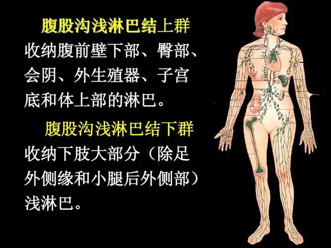 腹股沟浅淋巴结下群 收纳下肢大部分 第49页