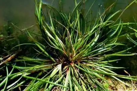 的,最高能长到20cm,它的基部大多为红褐色,它会在每年4～8月开花结果