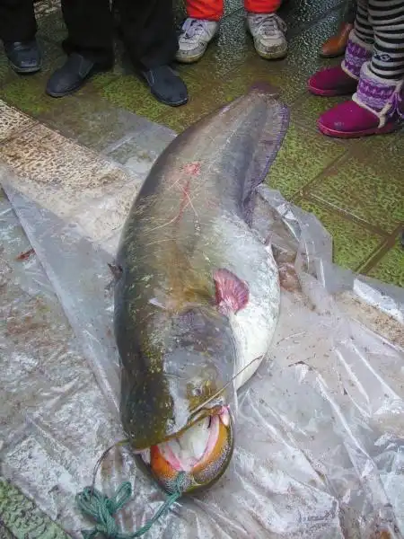 6米的巨型鲶鱼.