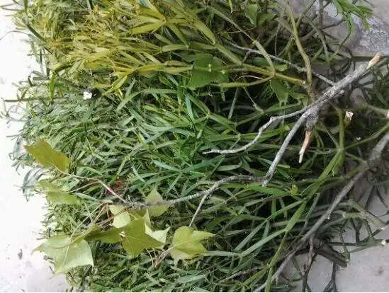 槲寄生属的扁枝槲寄生(枫香槲寄生,俗称螃蟹脚) 追问 这个有药用价值